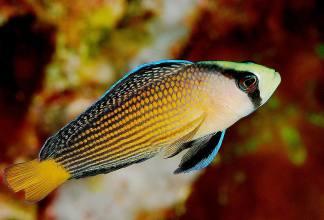 Pseudochromis splendens