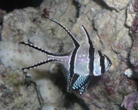 Pterapogon  kauderni