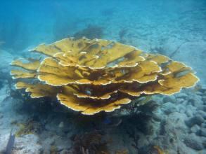 Acropora palmata