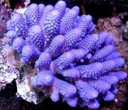 Acropora humilis