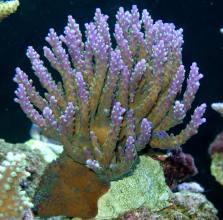 Acropora valida