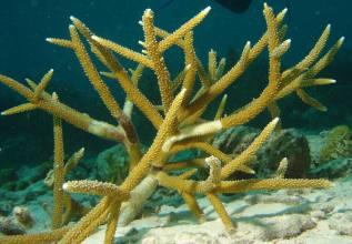 Acropora cervicornis