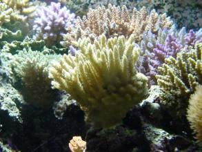 Acropora tenuis (yellow green)