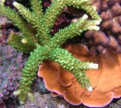 Acropora formosa (green)