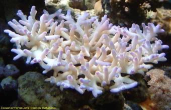 Acropora granulosa