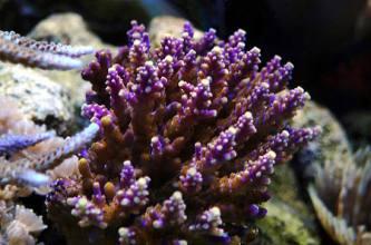 Acropora nana