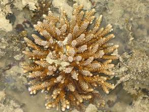 Acropora sp green orange