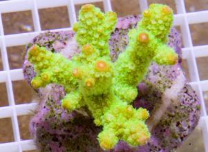 Acropora metallic green