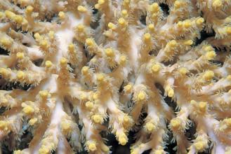 Acropora aculeus