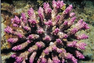 Acropora secale