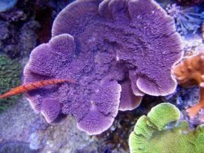 Montipora sp. (laminar purple)