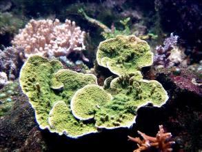 Montipora green