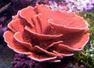 Montipora red