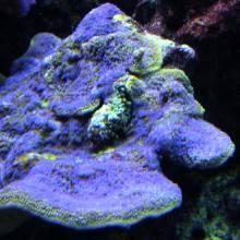 Montipora purple