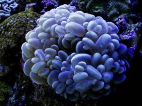 Plerogyra sinuosa blue (buble coral)