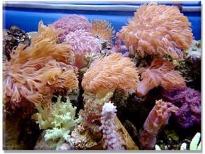 Xenia coral