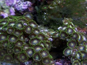 Zoanthus pulchellus
