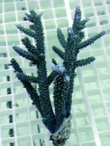 Acropora formosa (green)