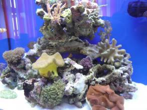 NANO morské akvárium MC144 komplet so stolíkom
