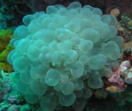 Plerogyra Sinuosa (buble coral)