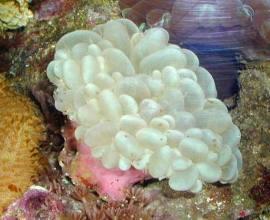 Plerogyra Sinuosa (buble coral)