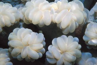 Plerogyra simplex (buble coral)
