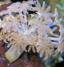 Xenia coral