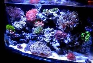 Kessil osvetlenie A350W TUNA BLUE LED Aquarium Light