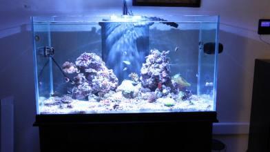 Kessil osvetlenie A350W TUNA BLUE LED Aquarium Light