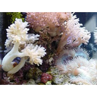 eshop koraly